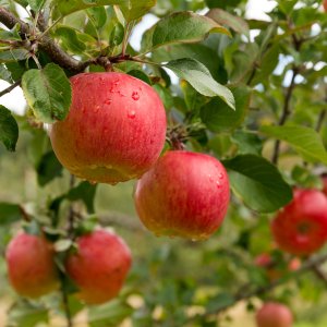 Jabloň domáca (Malus domestica) ´RUBIN´ - zimná, výška 120-150 cm, kont. C5L